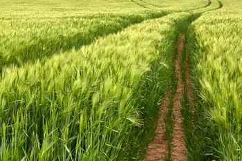 Spring barley field tramlines.jpg